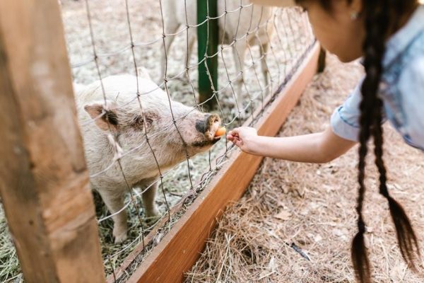 open farm feeding guide