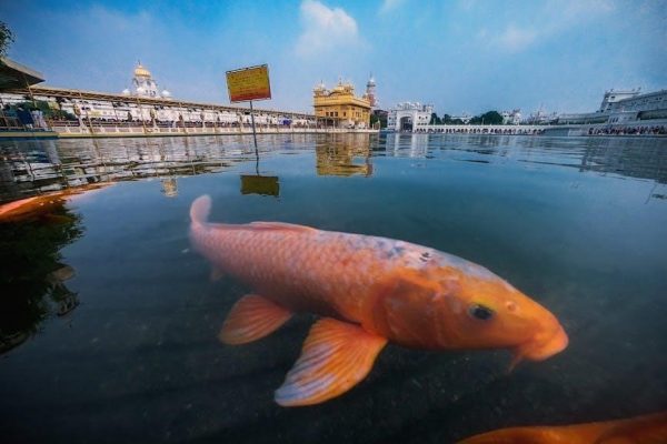 sukhmani sahib in gurmukhi pdf